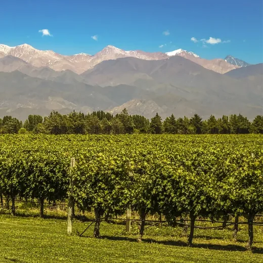 Tour privado bodegas Luján de Cuyo Mendoza